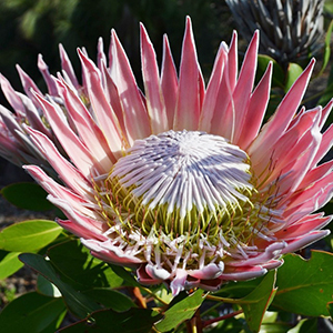 熱帯アフリカ タンザニアの花植物図鑑 トロピカルフラワー 楽園 南国の花 アフリカフェ バラカ 株式会社バラカ