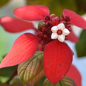 熱帯アフリカ タンザニアの花植物図鑑 トロピカルフラワー 楽園 南国の花 アフリカフェ バラカ 株式会社バラカ