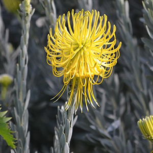 熱帯アフリカ タンザニアの花植物図鑑 トロピカルフラワー 楽園 南国の花 アフリカフェ バラカ 株式会社バラカ