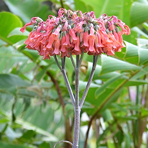 熱帯アフリカ タンザニアの花植物図鑑 トロピカルフラワー 楽園 南国の花 アフリカフェ バラカ 株式会社バラカ