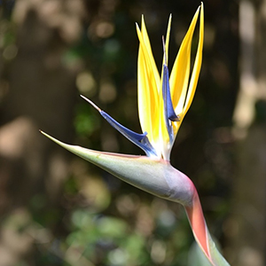 熱帯アフリカ タンザニアの花植物図鑑 トロピカルフラワー 楽園 南国の花 アフリカフェ バラカ 株式会社バラカ