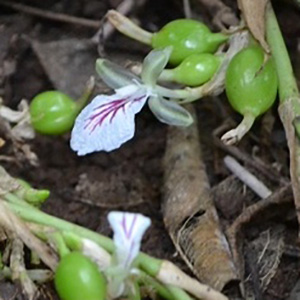 News アフリカの花 熱帯の花 アフリカフェ バラカ