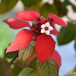 News アフリカの花 熱帯の花 アフリカフェ バラカ