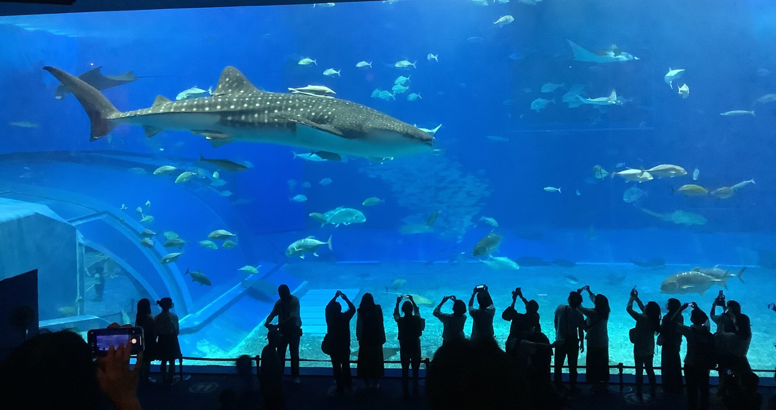 うみうみ様確認用 Amazon.co.jp: ザ・アクセス クリアファイル ウミウシ 大全 水族館 A4