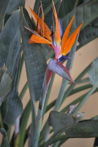 新春は、 ストレリチア パラダイスバードフラワー 極楽鳥花 | アフリカ 